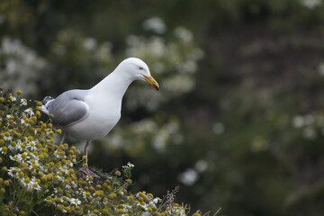 Herring gull, Larus argentatus