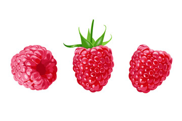set of Raspberry berries isolated on white background. Vector illustration.