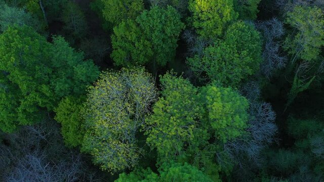 Deciduous forest in spring seen from a drone. Sign, Cantabria, Spain, Europe