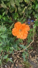 orange poppy flower