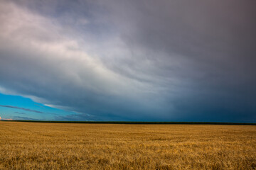 Fototapeta na wymiar Wheat field a before heavy storm in Czech Republic