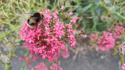 bee on a pink flower