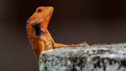 lizard on a rock