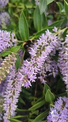 bee on lavender