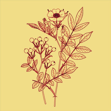 Old Classic hand drawn Vintage plant Free download It`s perfect for fabrics, t-shirts, mugs, decals, pillows, logo, social media pattern and much more!
