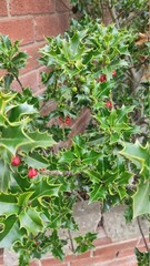 Fototapeta na wymiar berries in the garden