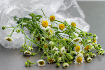 Bouquet of withering daisies in a cellophane bag. The concept of environmental conservation, care for nature