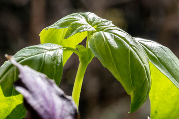Extreme close-up of green basil (Ocimum basilicum) leaves  in Brazil