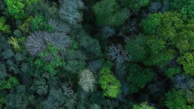 Deciduous forest in spring seen from a drone. Sign, Cantabria, Spain, Europe