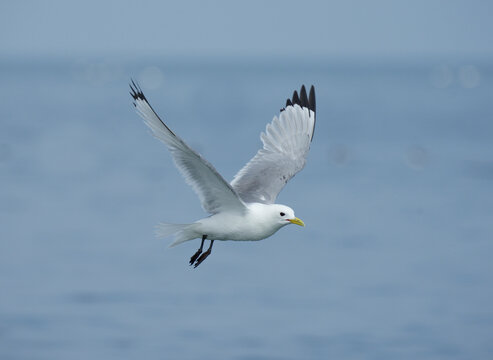 Kittiwake, Rissa tridactyla