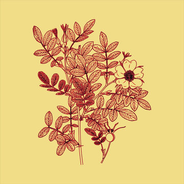 Classic Vintage botanical drawn Free download It`s perfect for fabrics, t-shirts, mugs, decals, pillows, logo, social media pattern and much more!
