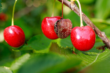 Rotten cherries on a fruit tree among healthy normal ripe berries. Diseases of trees.