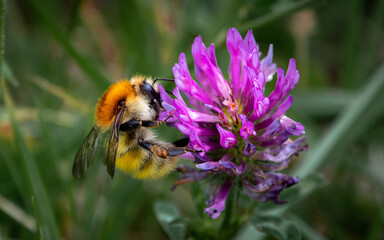 Bombus muscorum