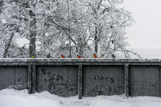 Gorriones apoyados en una barandilla de madera en una ma&ntilde;ana helada, en Noruega.