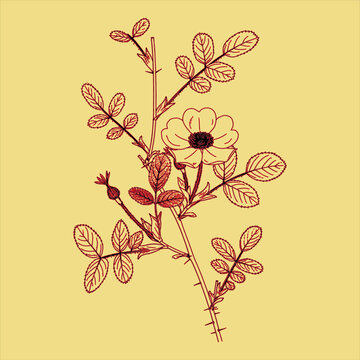 Classic Vintage plant drawn Free download It`s perfect for fabrics, t-shirts, mugs, decals, pillows, logo, social media pattern and much more!
