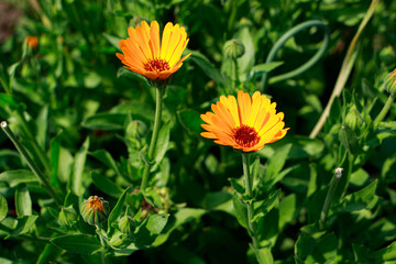 Calendula marigold flowers on a field close-up. Medicinal flowers, herbal medicine. With place for text for the banner.