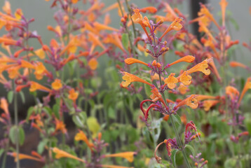 Apricot Sprite Hyssop (Agastache aurantiaca 'Apricot Sprite')