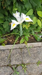 white and yellow flowers