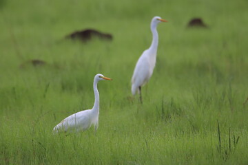 herons in the grass