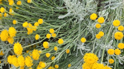 yellow flowers in the grass
