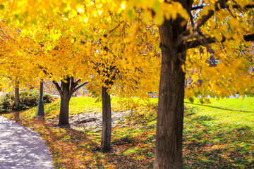 October Fall Yellow Leaves Tree