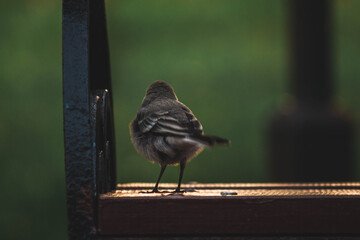 beautiful little bird sitting on a bench 