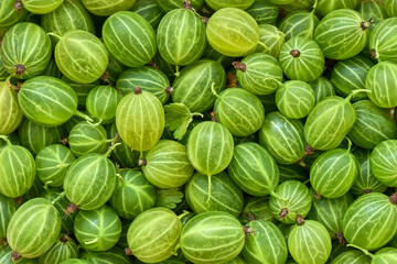 Background of ripe gooseberries, macro, healthy eating