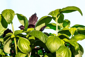 Extreme close-up of green basil (Ocimum basilicum) leaves  in Brazil