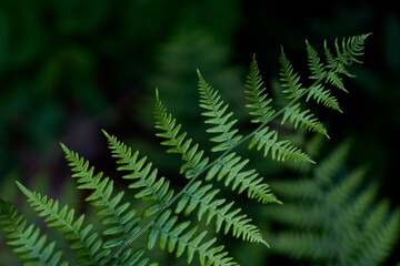 Fototapeta na wymiar Macro Detail of Deep Green Fern Leaves Plant Stem