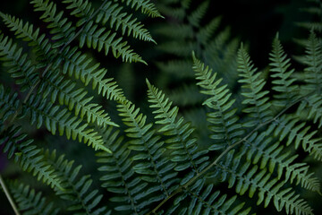 Fototapeta na wymiar Macro Detail of Deep Green Fern Leaves Plant Stem