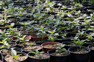 Potted young seedlings growing in greenhouse. Agriculture concept.
