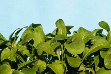 Rocket or arugula (Eruca vesicaria) leaves growing in the garden ib Brazil