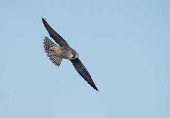 Peregrine, Falco peregrinus