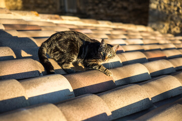 Gros plan sur un chat tigré sur un toit en tuiles de terre cuite du sud de la France
