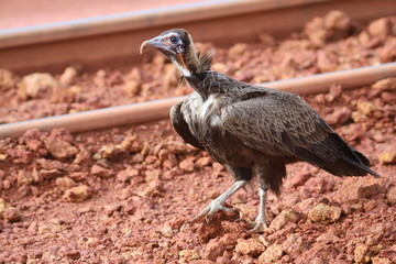vulture on the ground