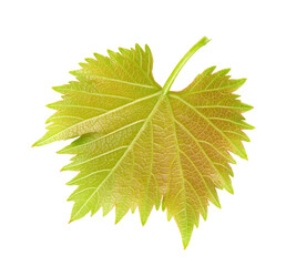 Green grape leaf isolated on white background. Clipping path.