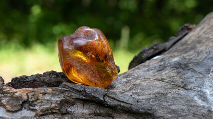 Yellow Baltic amber stone on a dark old tree. Ancient fossil, material for jewelers, alternative...
