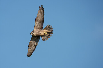 Peregrine, Falco peregrinus