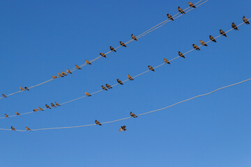A flock of starlings sitting on electric wires against blue sky background. Birds on a wires