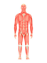 Human anatomy of male muscular system - anterior view - full body. Medical education chart for educational poster. Vector illustration of a man figure