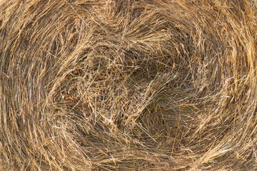Close-up swirling yellow straw or hay for texture background