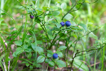 Ripe dark blue bilberry or Vaccinium myrtillus or European blueberry on the bush in summer forest. Selective focus