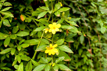 Green bush with yellow flowers on texture background.