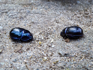 Zwei sich gegenüberstehende bläulich schimmernde schwarze Mistkäfer mit eingezogenen Beinen Käferpanzer. Two opposing bluish shimmering dung dor beetles with retracted legs Beetle shell Waldmistkäfer.