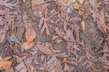 Autumn leaves on the ground