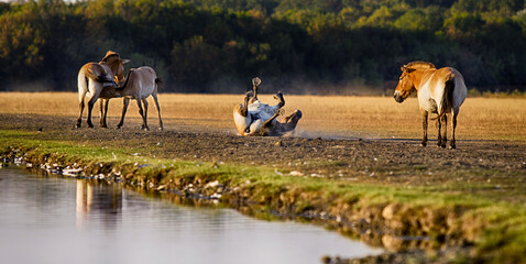 Equus przewalskii, wild Horse