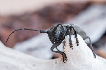 Morimus funereus is a species of beetle in the family Cerambycidae, found in Bulgarian nature