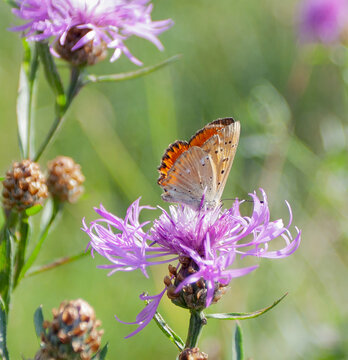 Butterfly with orange wings on a blue flower collects nectar