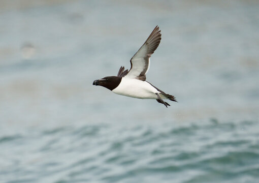 Razorbill, Alca torda