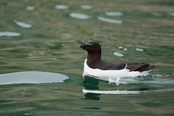 Razorbill, Alca torda